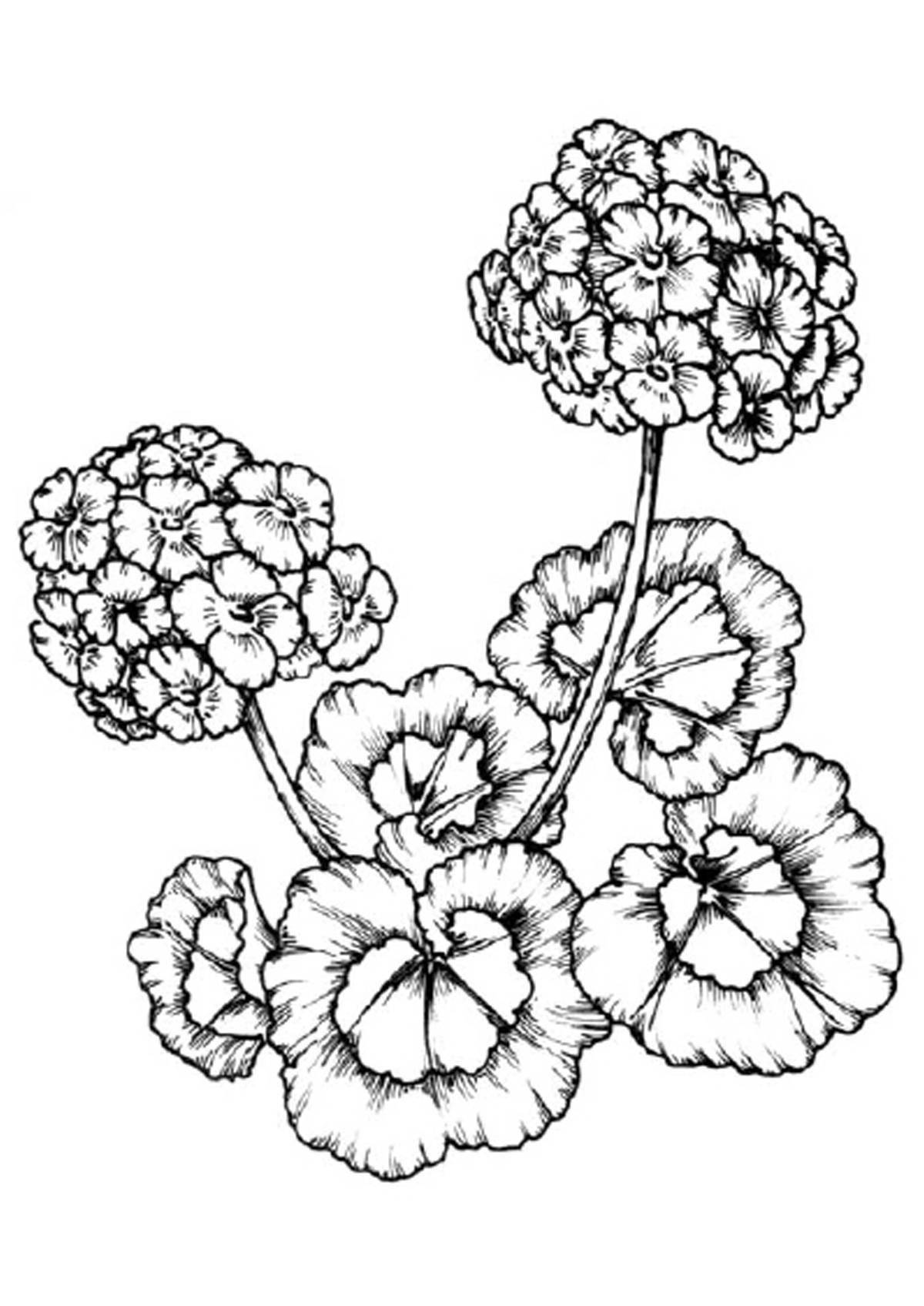 Cute geranium coloring book for kids