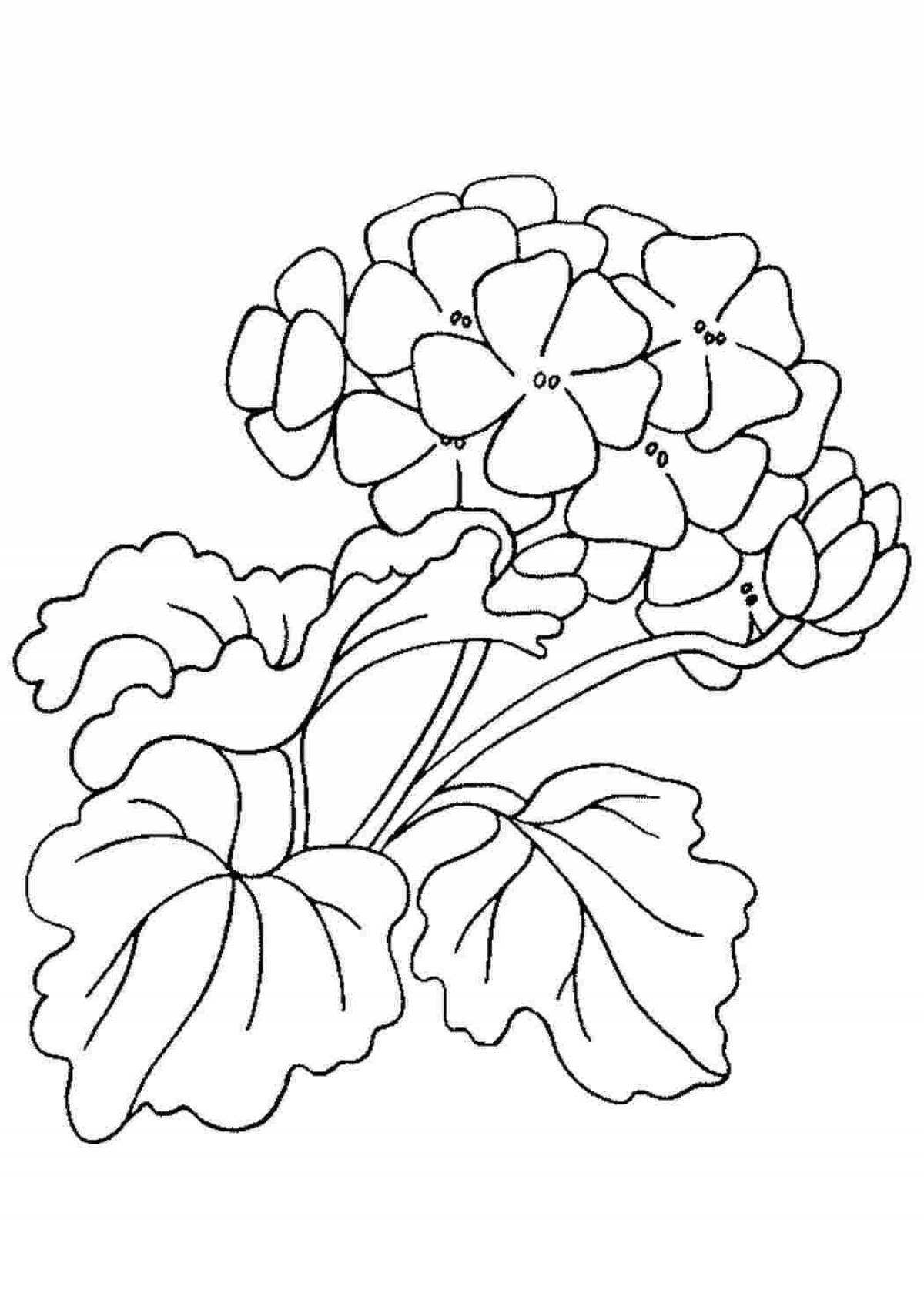 Cute geranium coloring book for babies