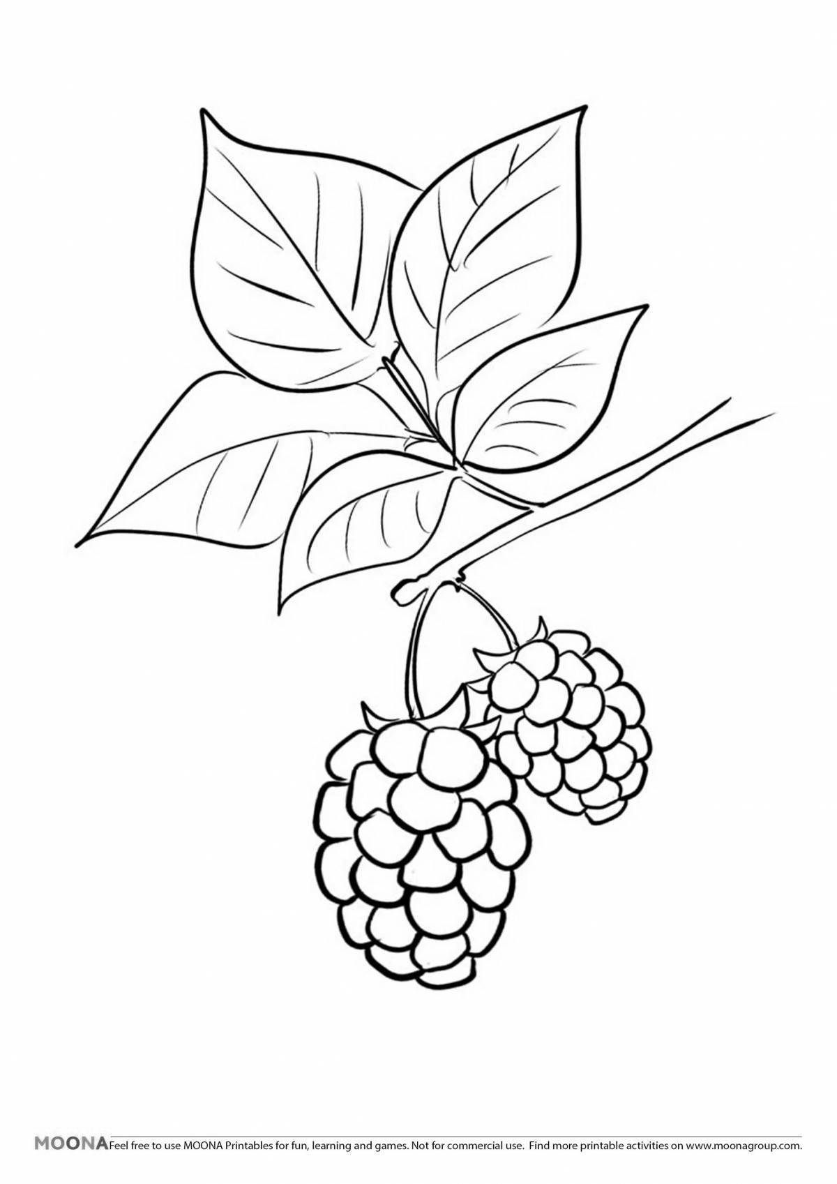 Colorful blackberry coloring book for kids