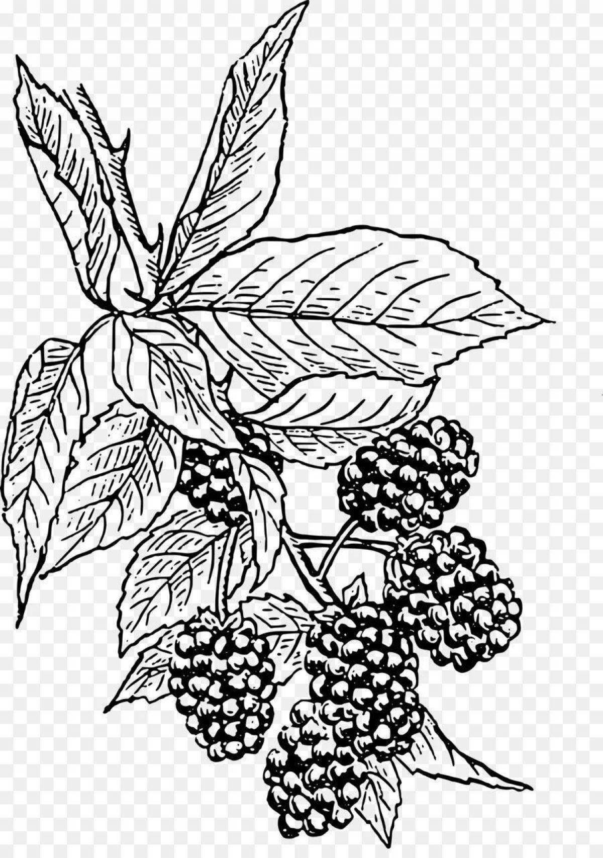 Blackberries for kids #3