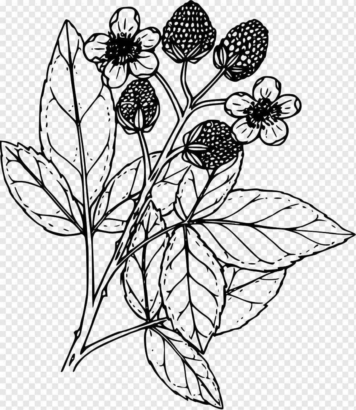Blackberries for kids #4