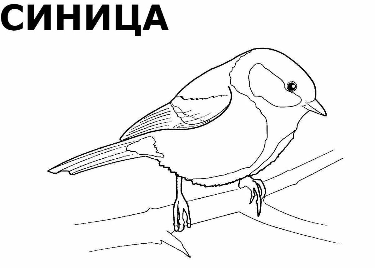 Adorable bullfinch and tit coloring book
