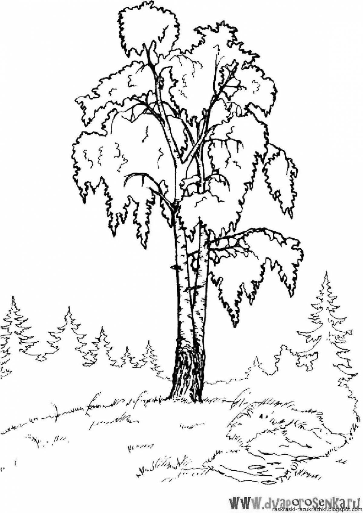 Colorful birch coloring page for 5-6 year olds