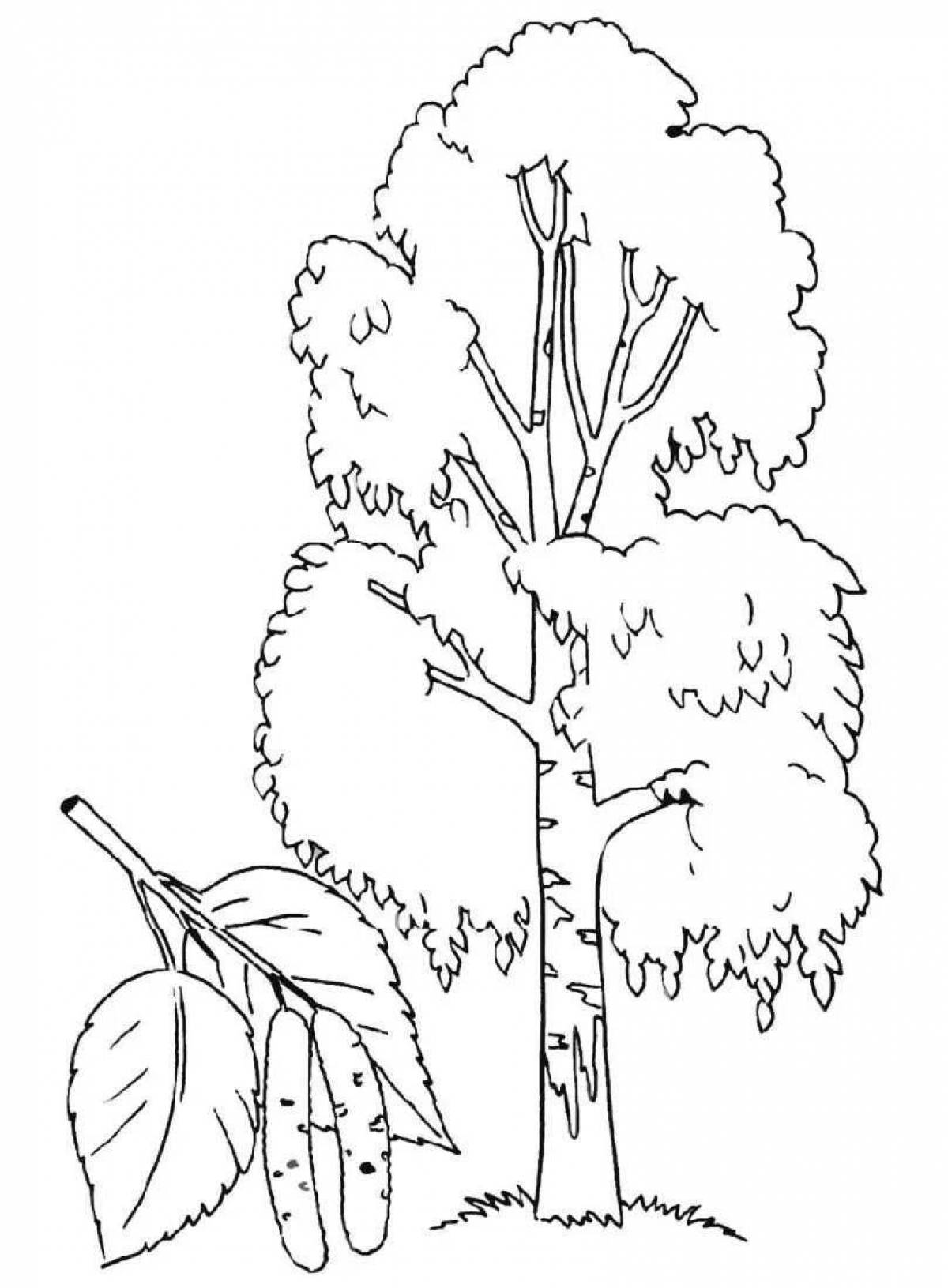 Cute birch coloring book for kids 5-6 years old