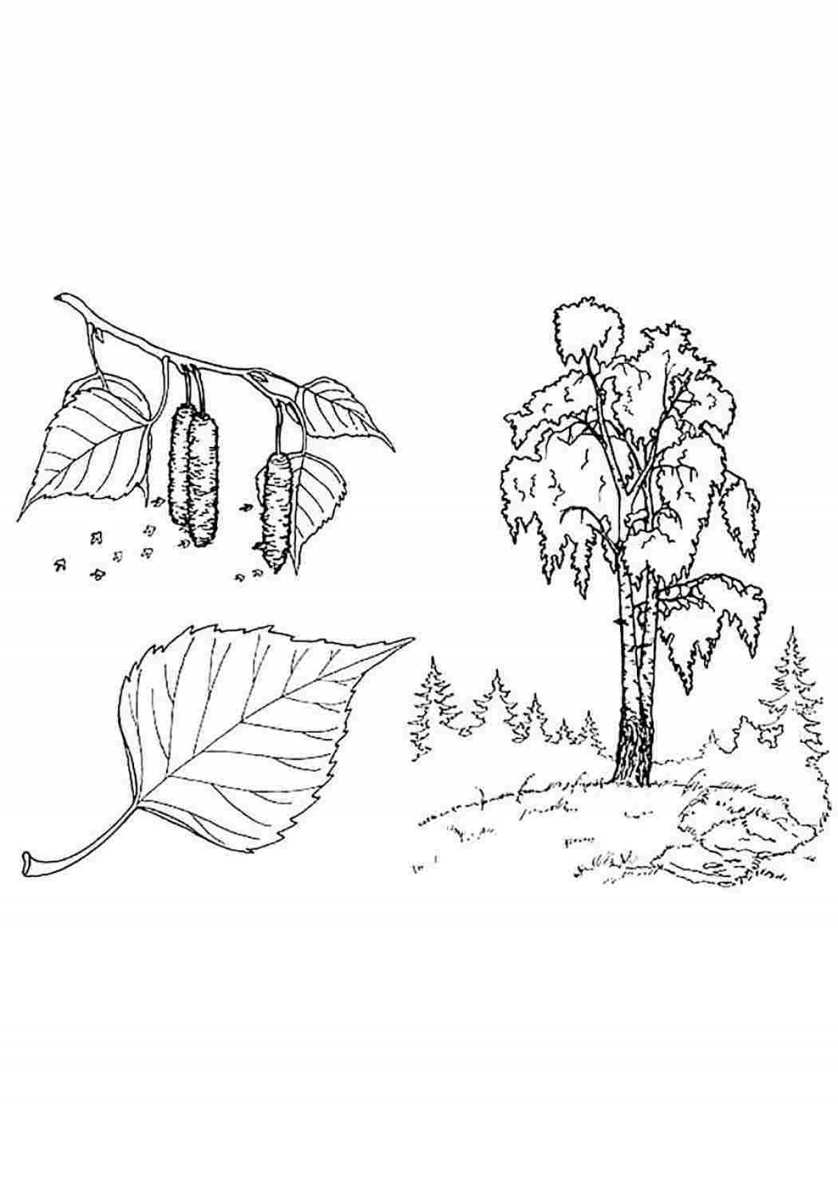 Friendly birch coloring book for kids 5-6 years old