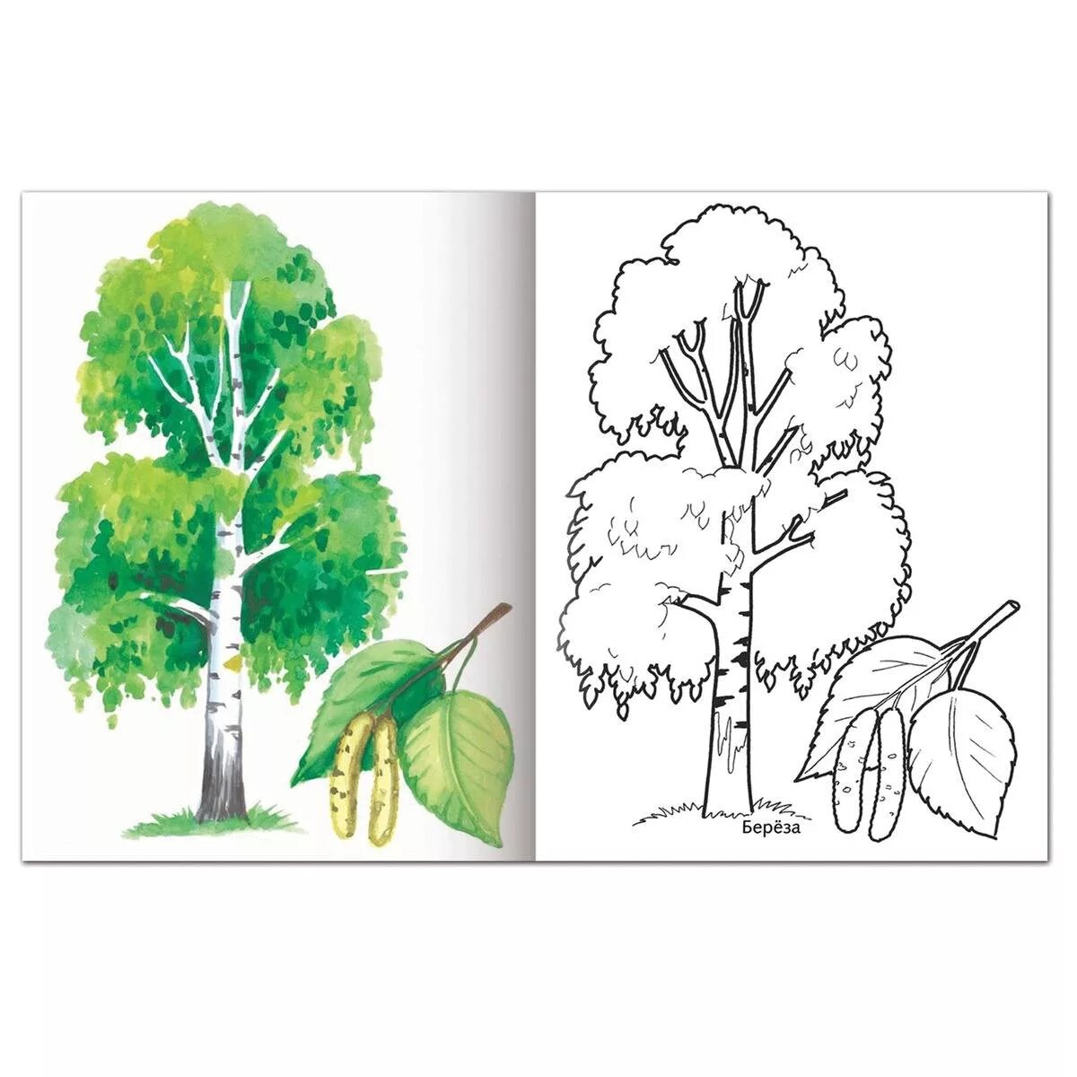 Living birch coloring book for children 5-6 years old