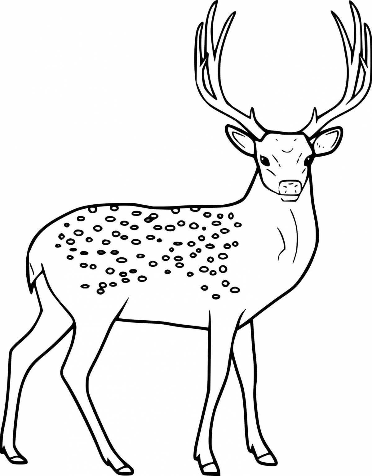 Colourful deer coloring book for children 3-4 years old