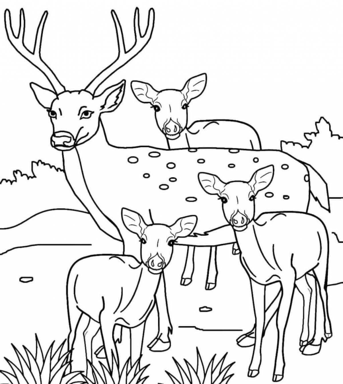 Exquisite deer coloring book for 3-4 year olds