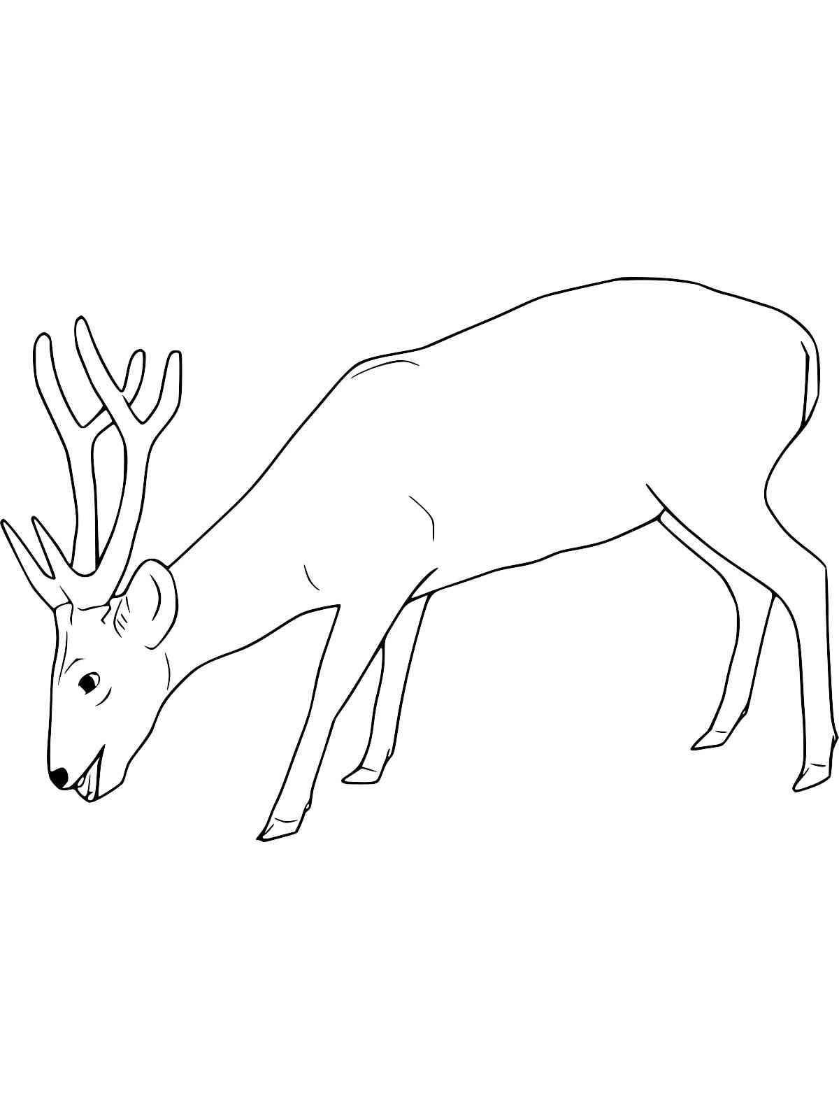 Radiant coloring deer for children 3-4 years old