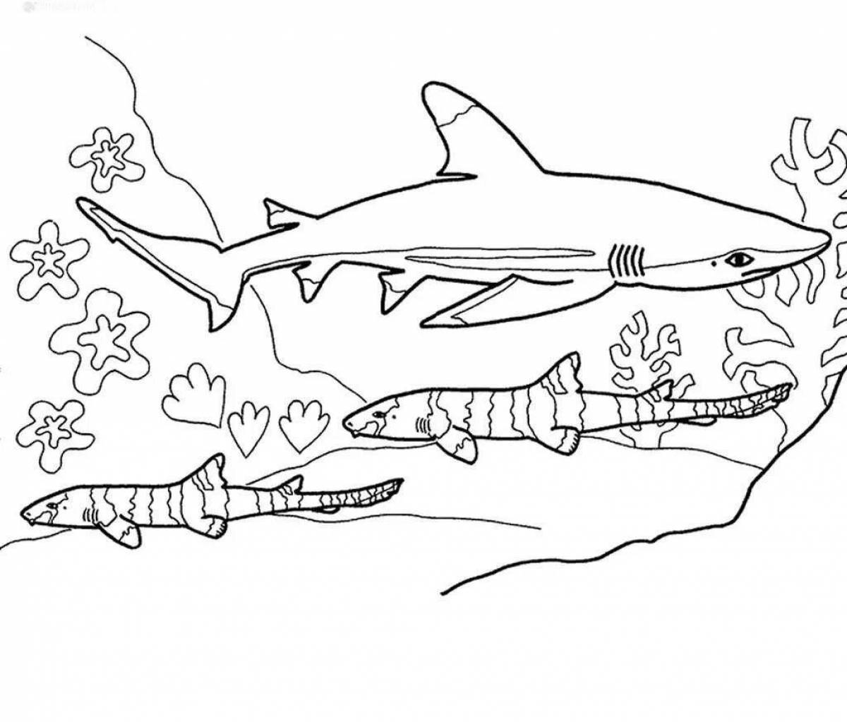 Яркая раскраска акулы для детей 4-5 лет