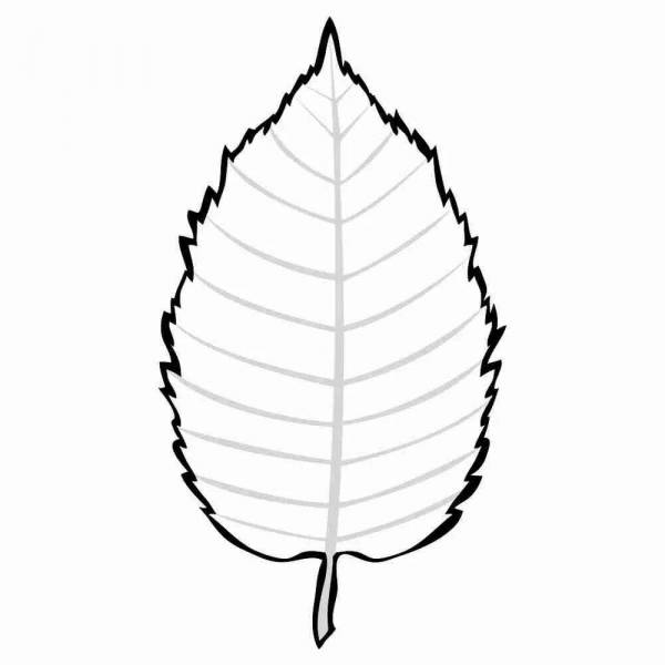 Березовый лист раскраска для детей. Лист березы трафарет. листья раскраска. трафарет листьев березы. листья деревьев раскраска.