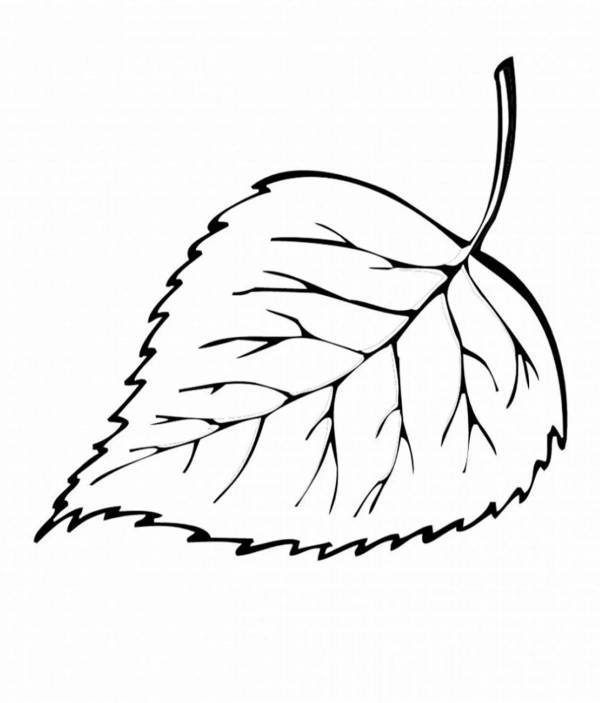 Листья раскраска. Лист березы рисунок для детей. Лист березы раскраска для детей. Лист березы раскраска для детей. Лист березы раскраска.