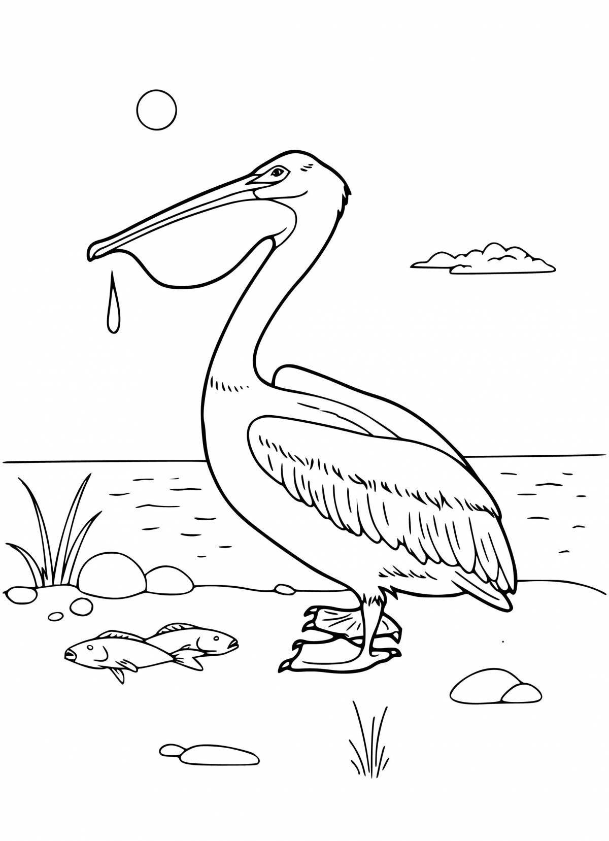Colourful pelican coloring book for kids