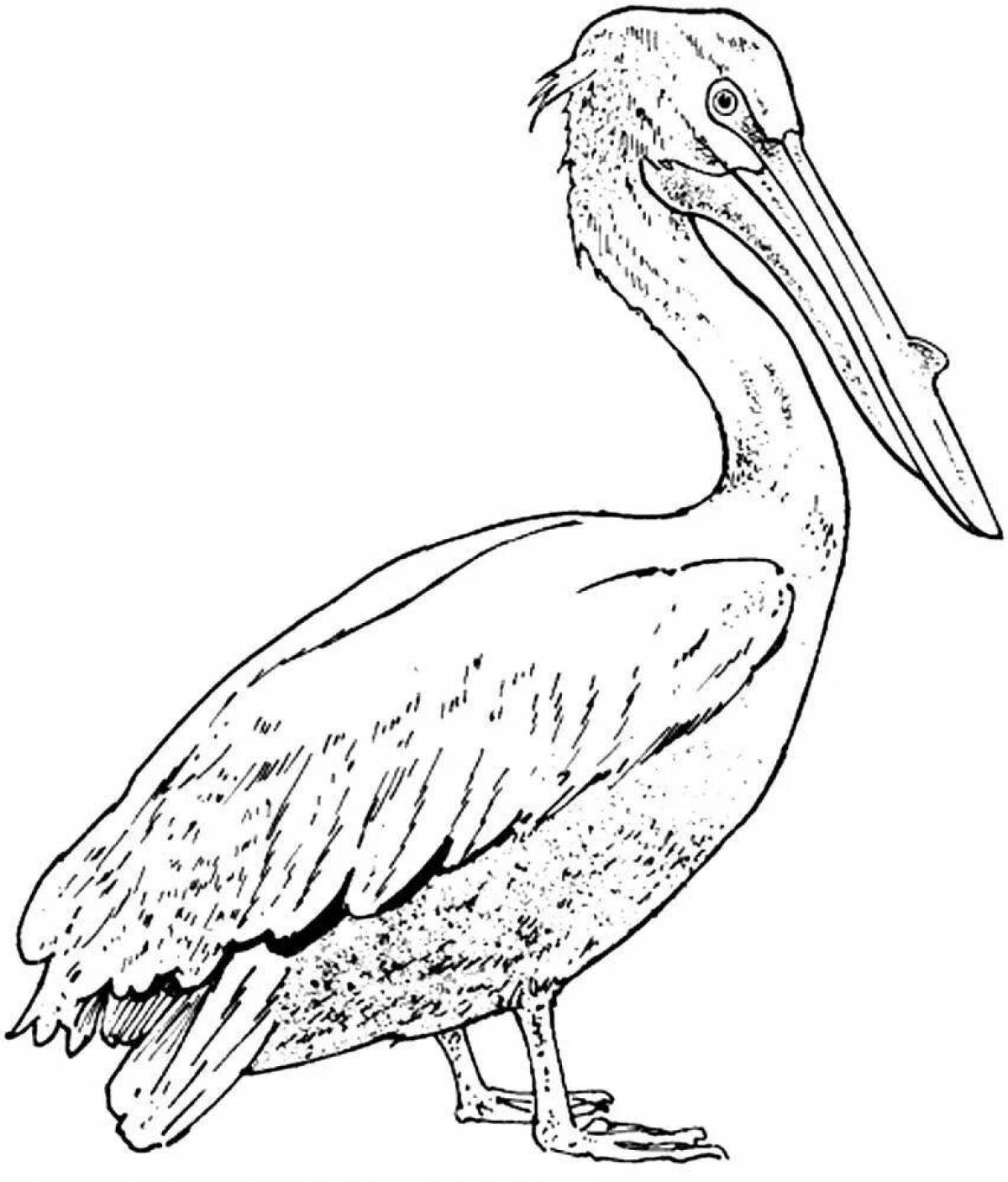 Яркая раскраска пеликан для юниоров