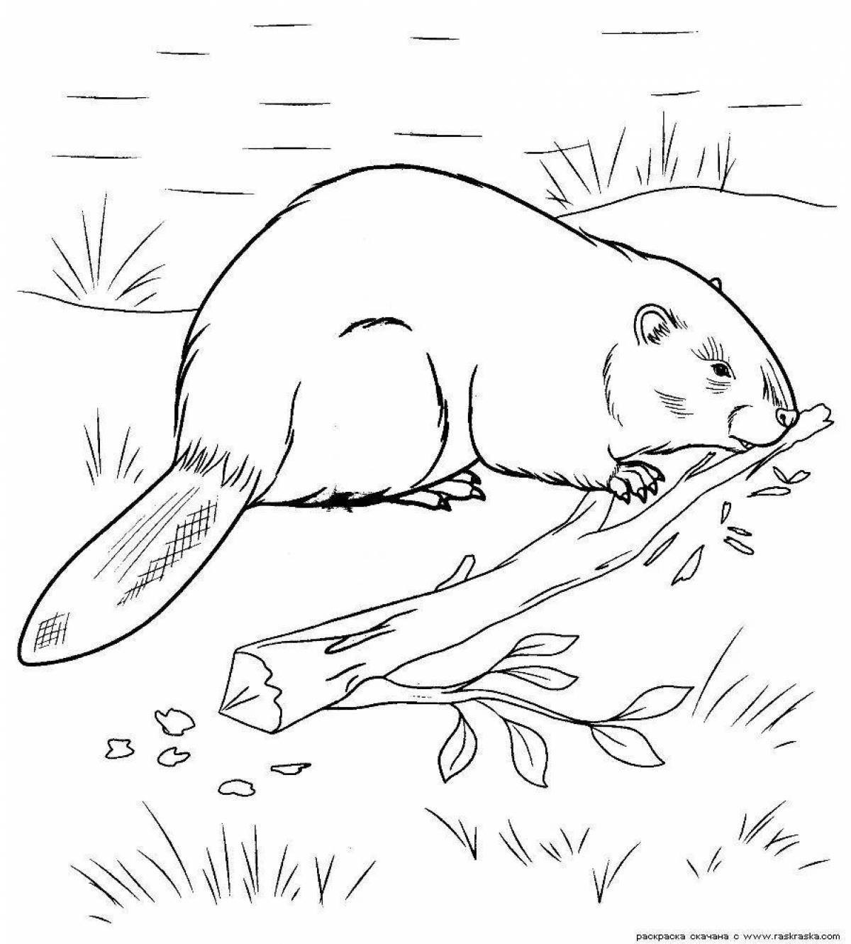 Раскраска волшебный бобр для детей