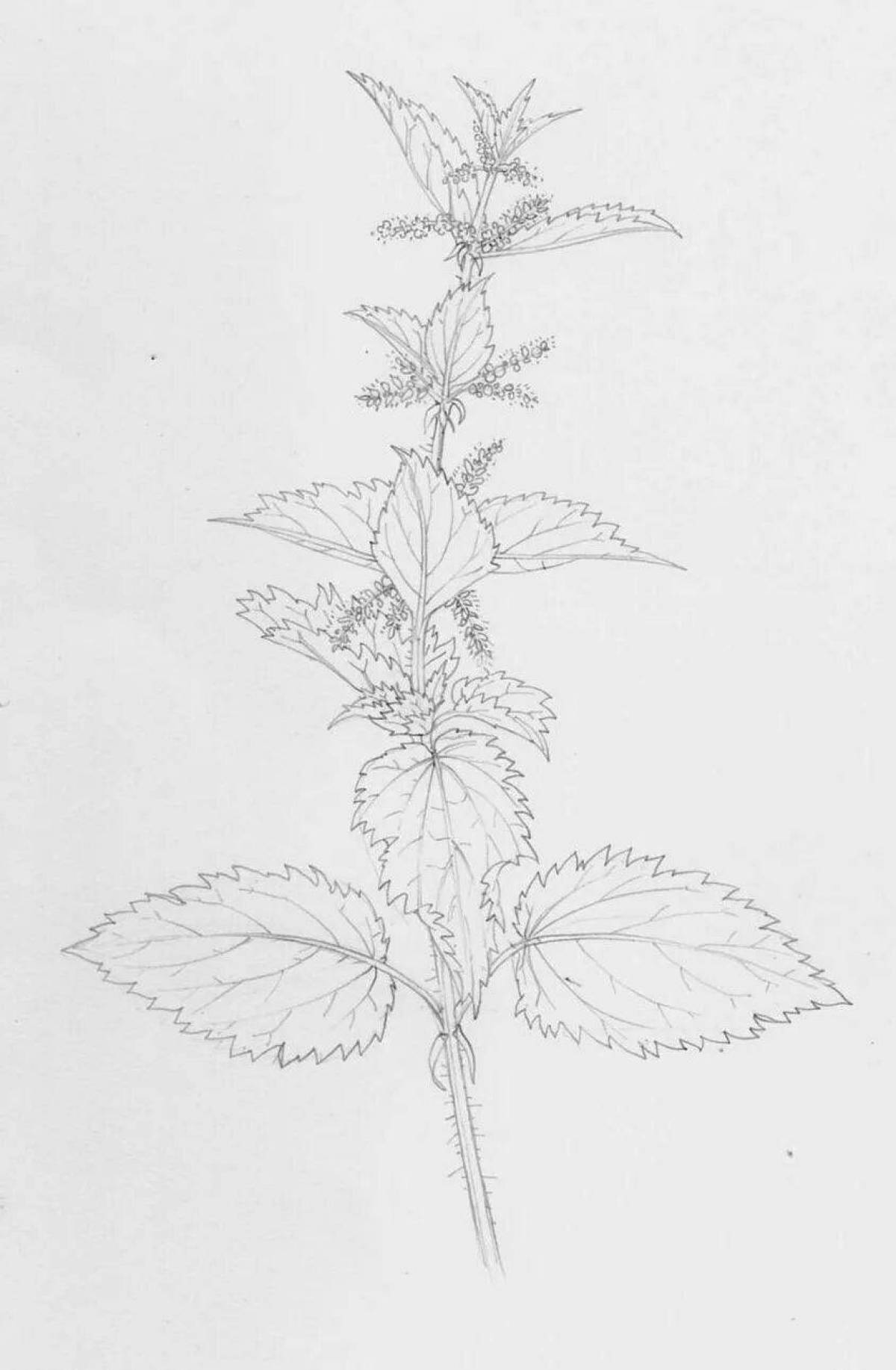 Fun nettle coloring for kids