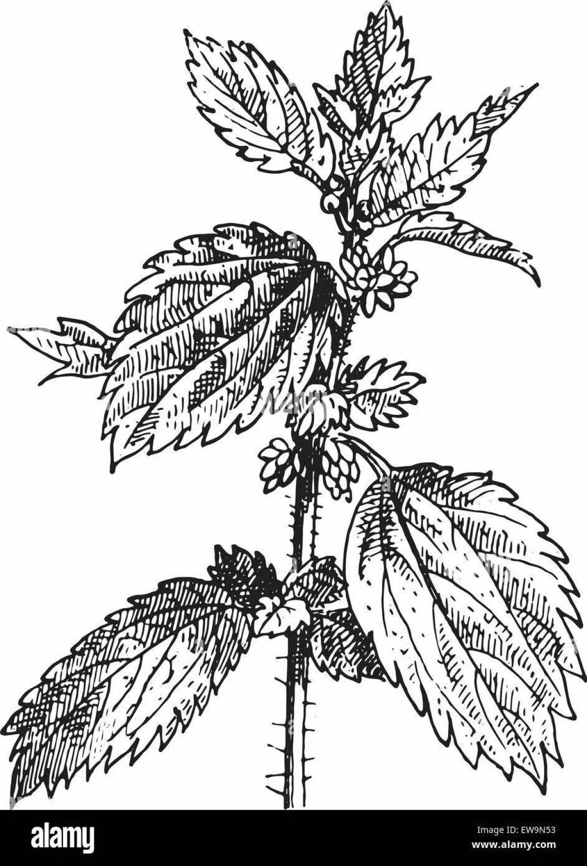 Крапива рисунок растения (41 фото) » Рисунки для срисовки и не только