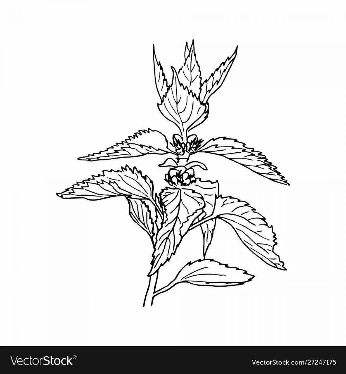 Student Shining Nettle Coloring Page