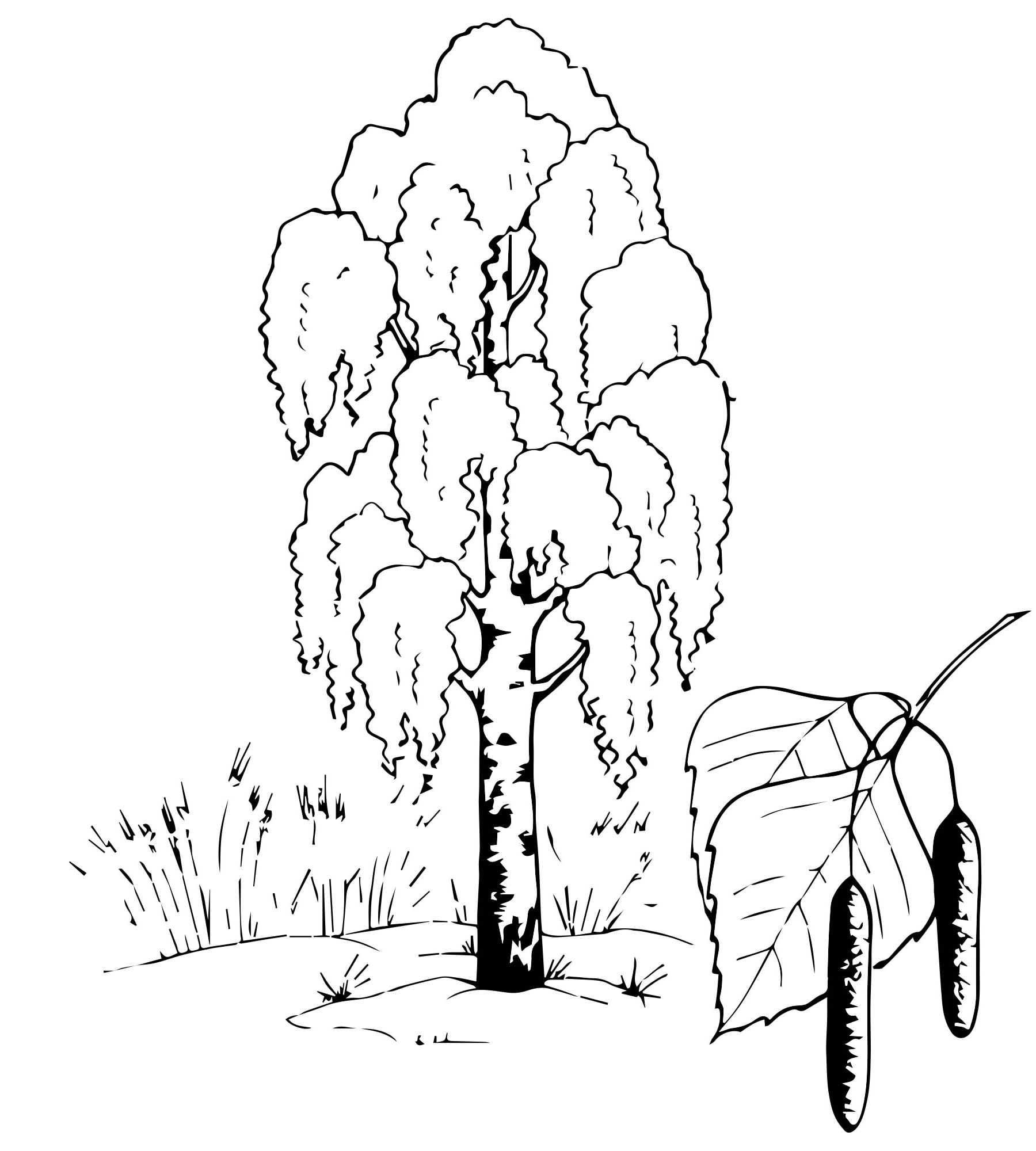 Дерево береза зимой: подборка картинок