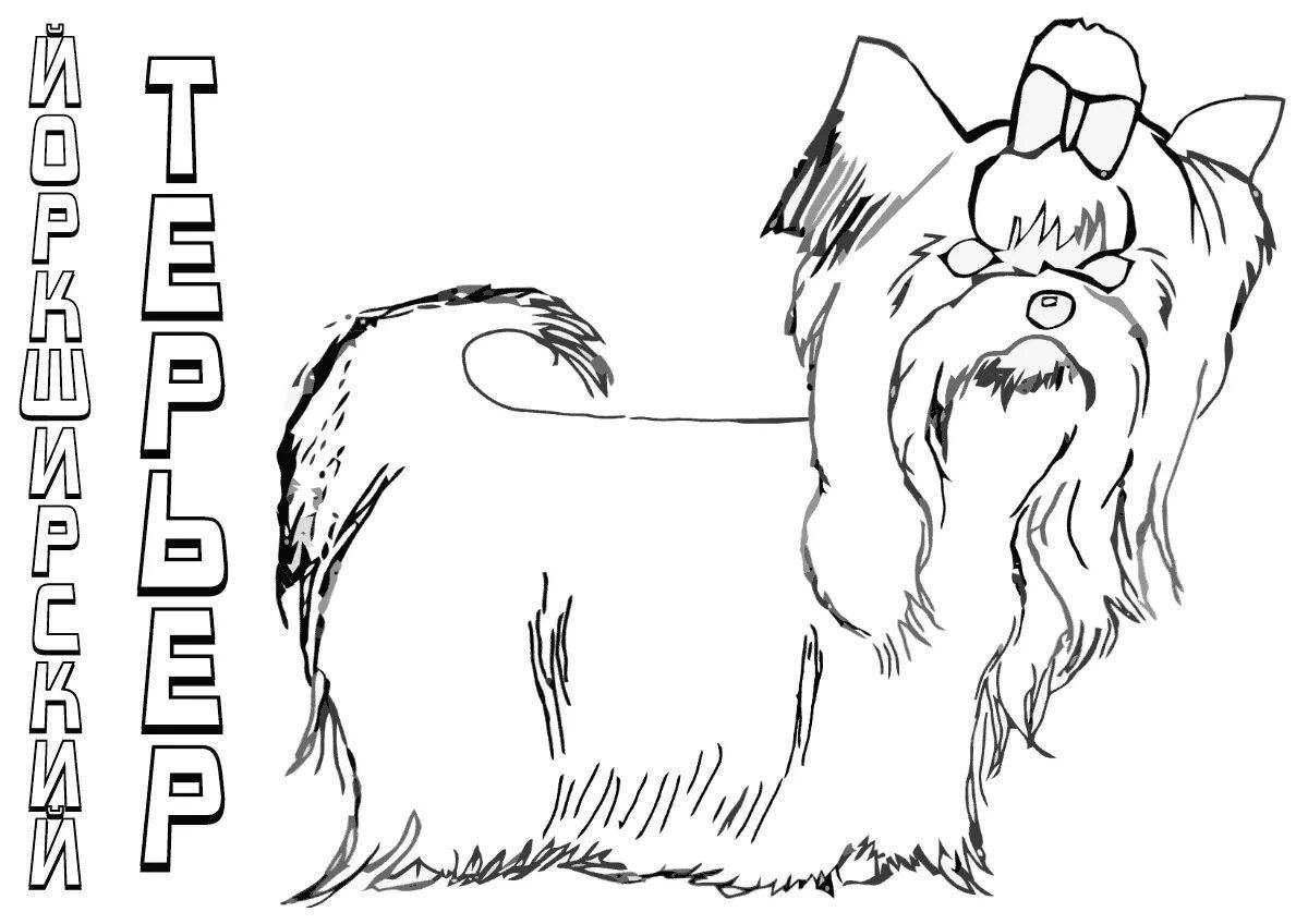 Sweet yorkshire terrier coloring pages for kids