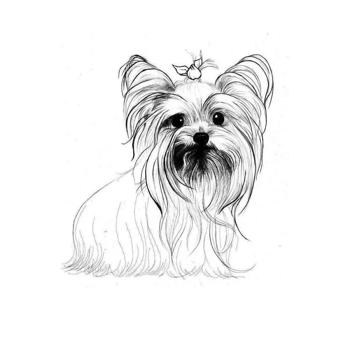A fun Yorkshire terrier coloring book for kids