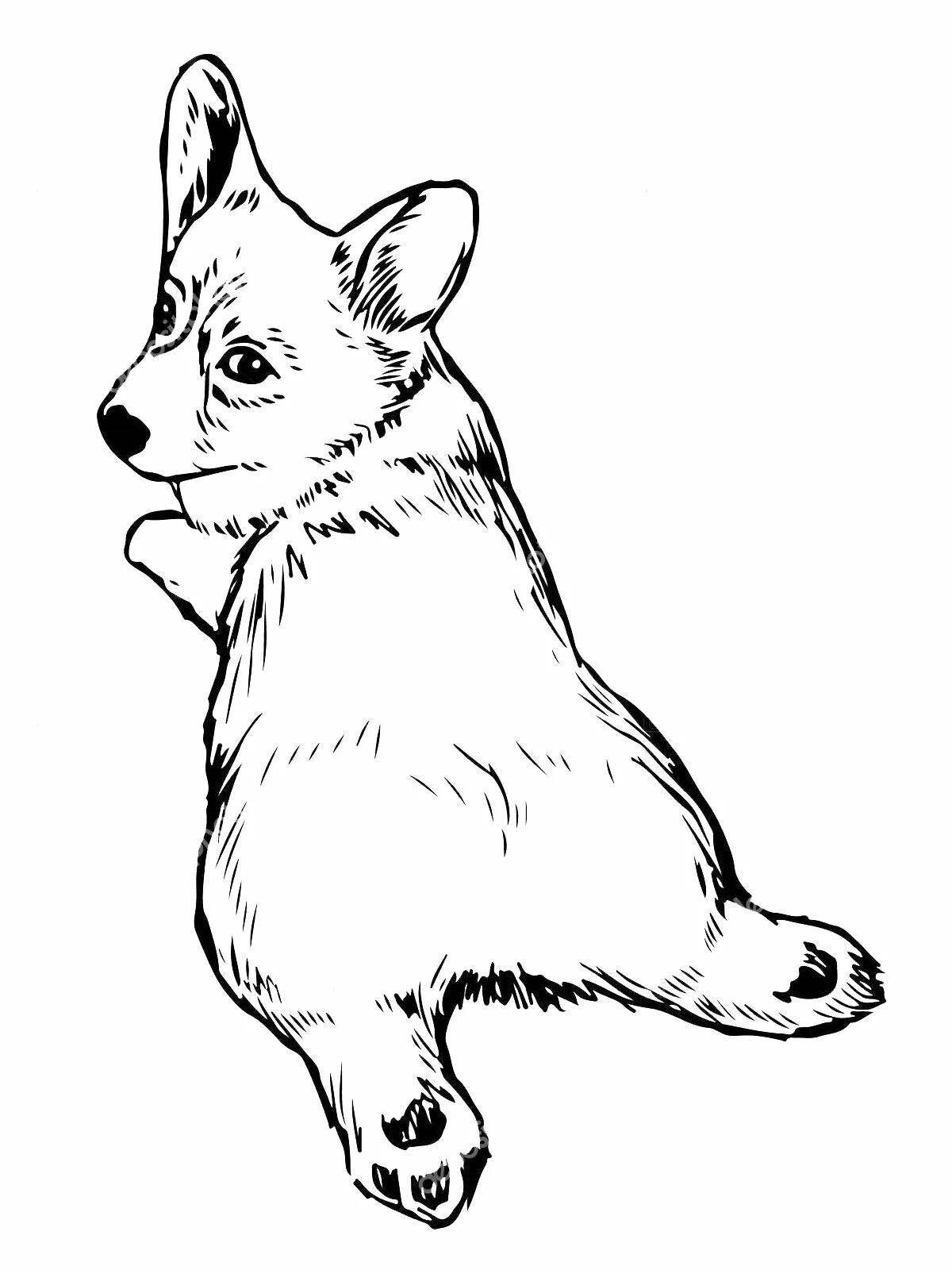 Attractive corgi coloring book for kids