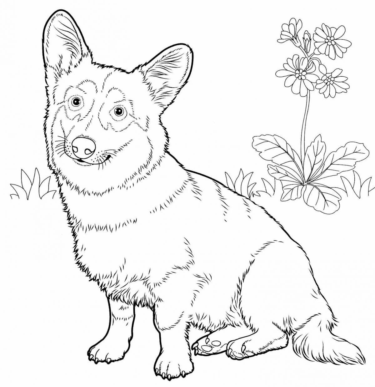 Awesome corgi coloring pages for kids