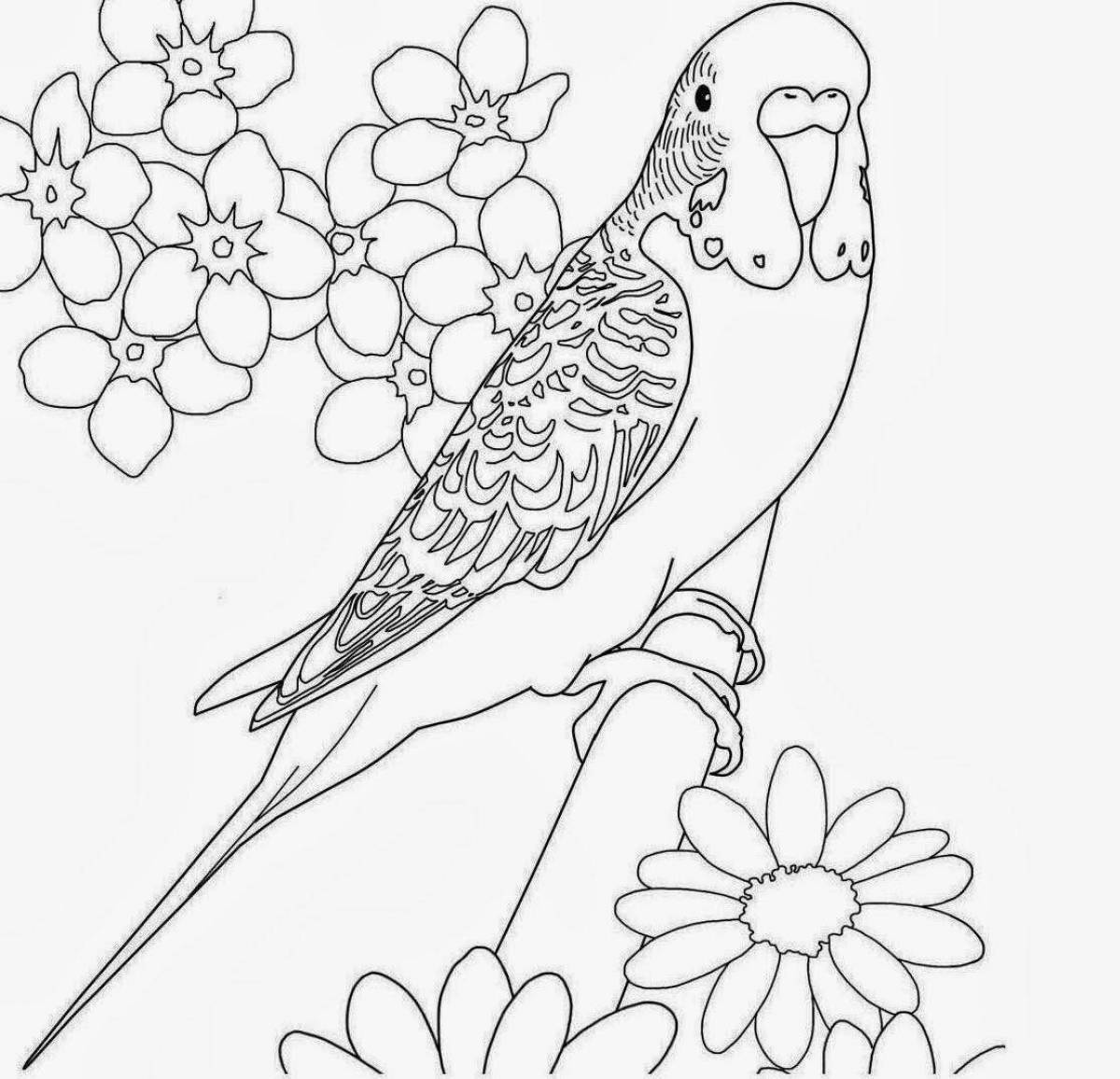 Раскраска милый попугай для детей 3-4 лет