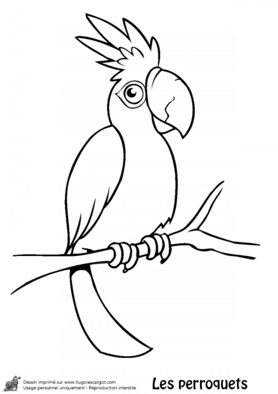 Карандашом раскраска попугая