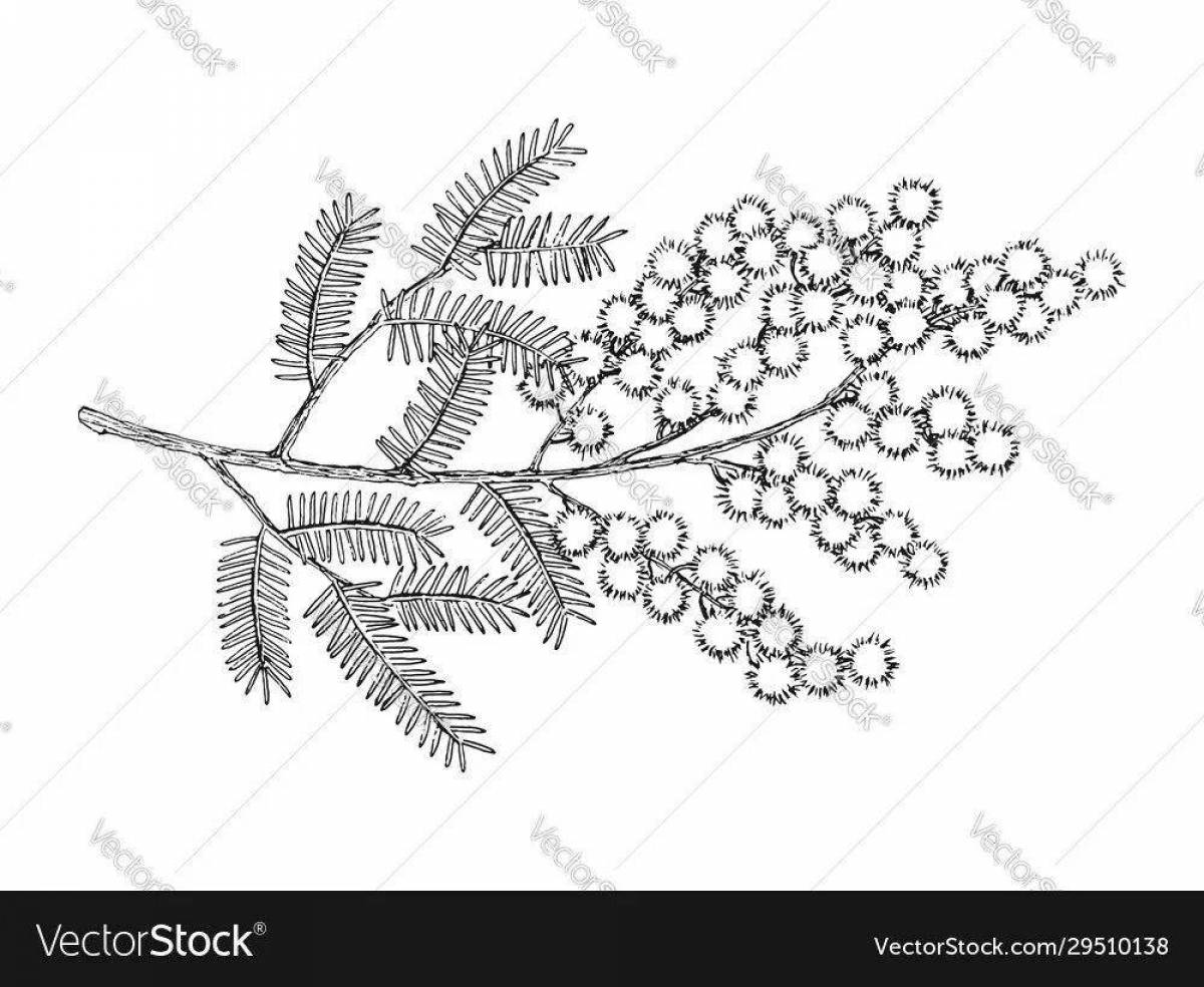 Раскраска ветка мимозы для дошкольников