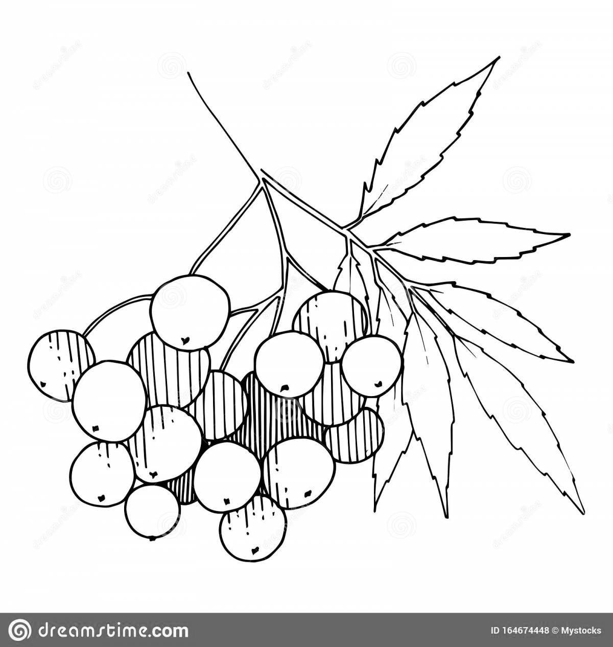Coloring book shining rowan branch for kids