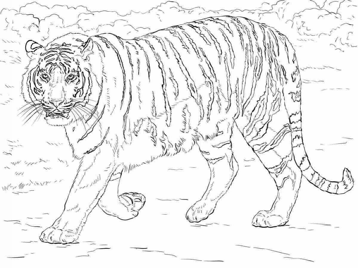 Живая раскраска тигр для детей 6-7 лет