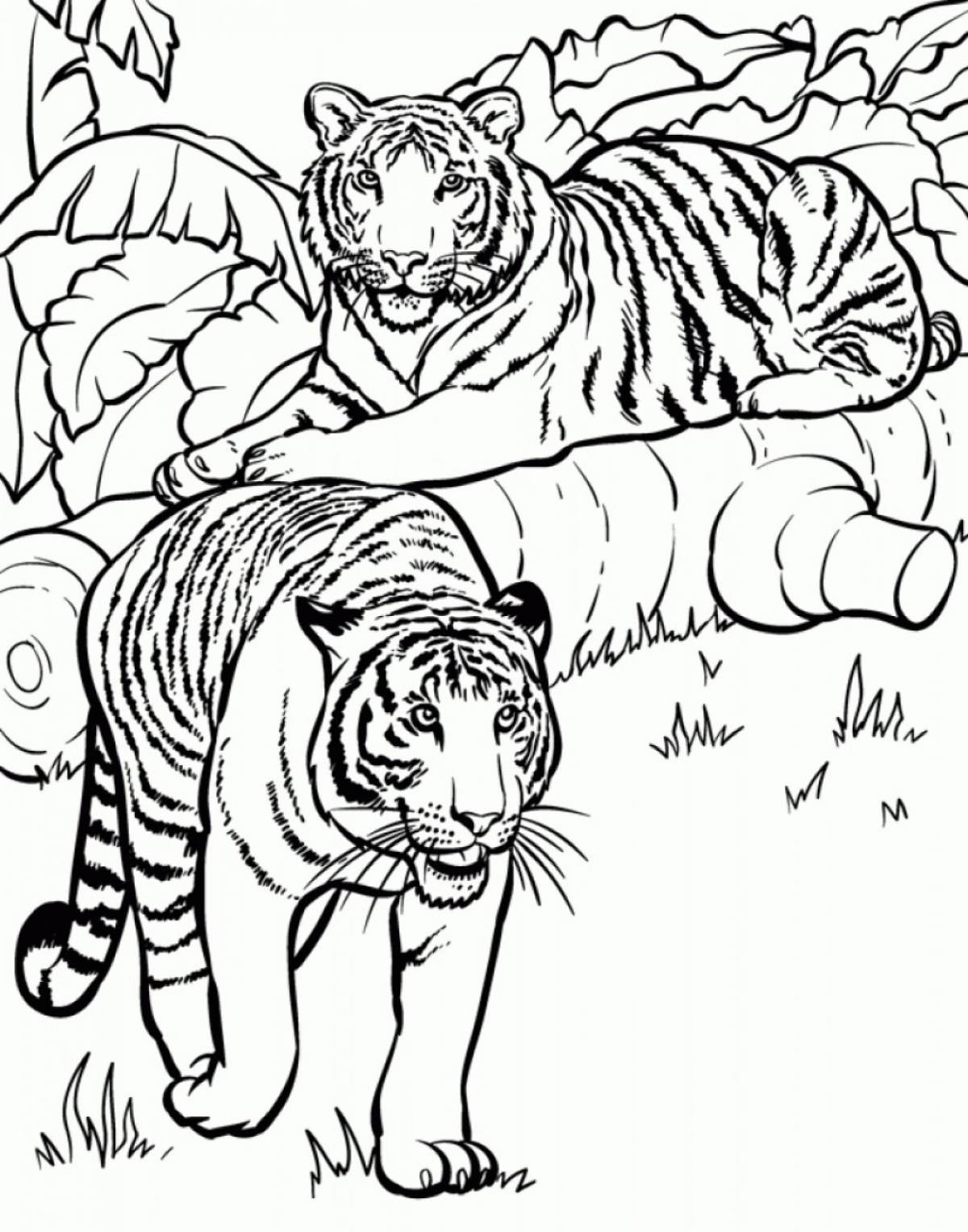 Выдающаяся раскраска тигр для детей 6-7 лет
