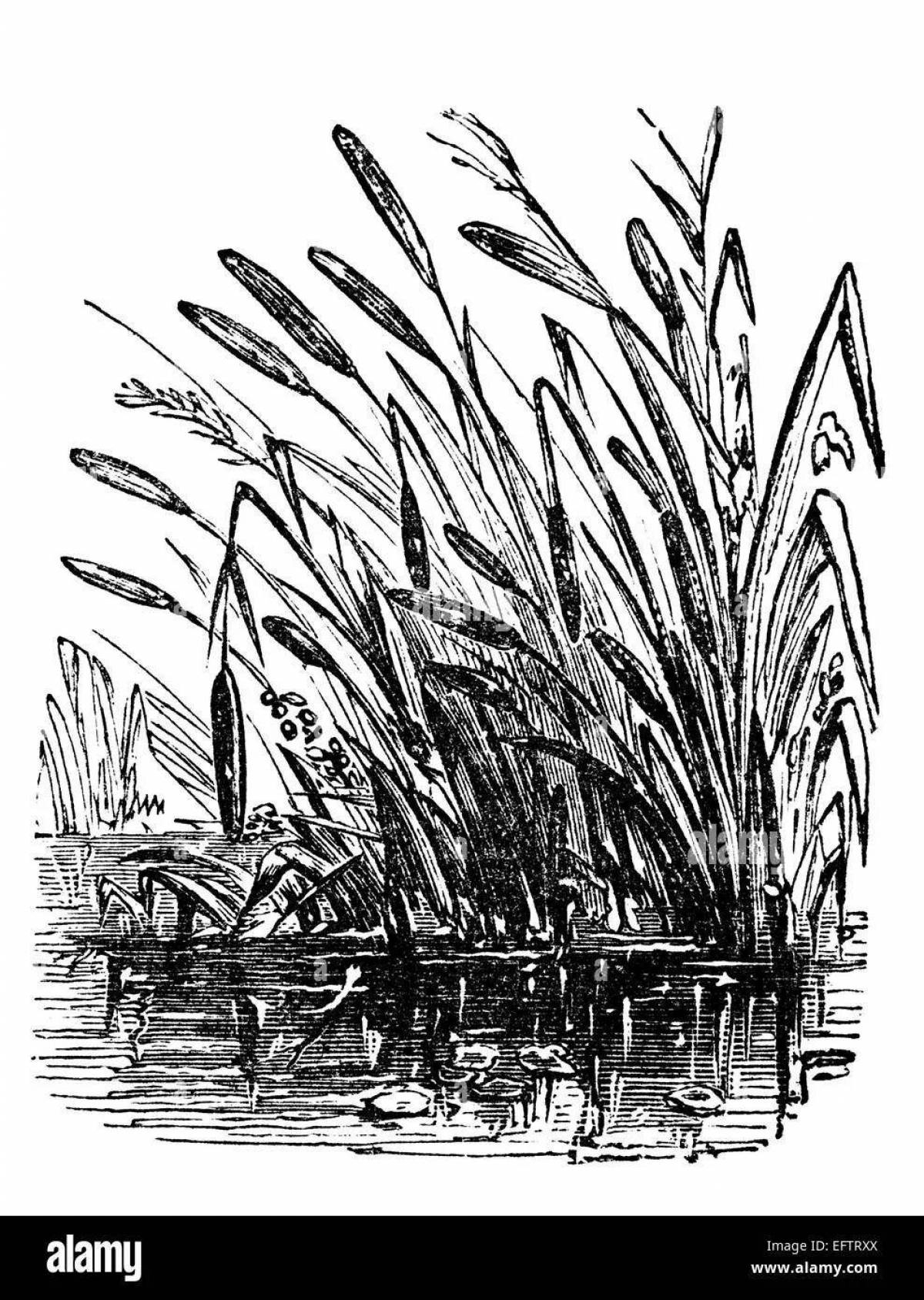 Раскраска vivacious reeds для младенцев