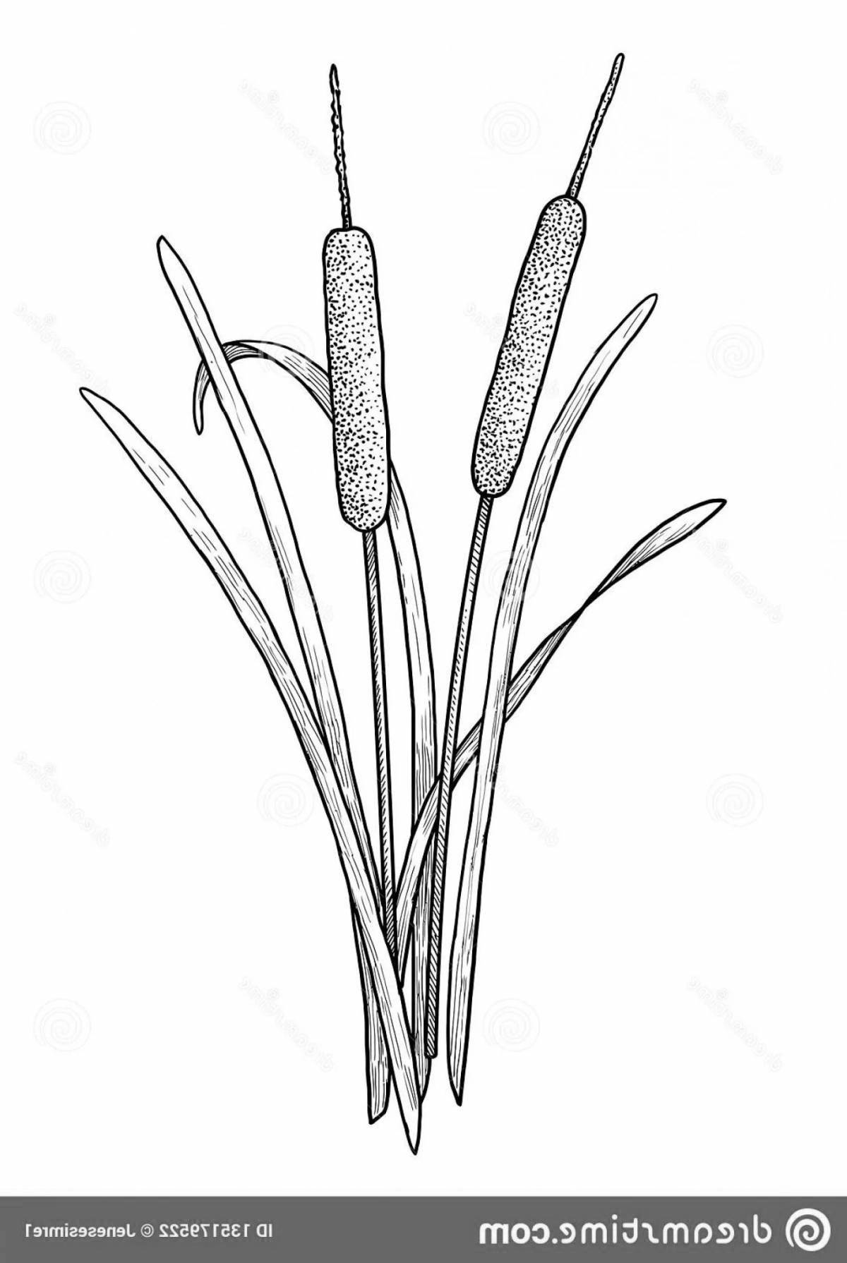 Coloring book exotic reeds for babies