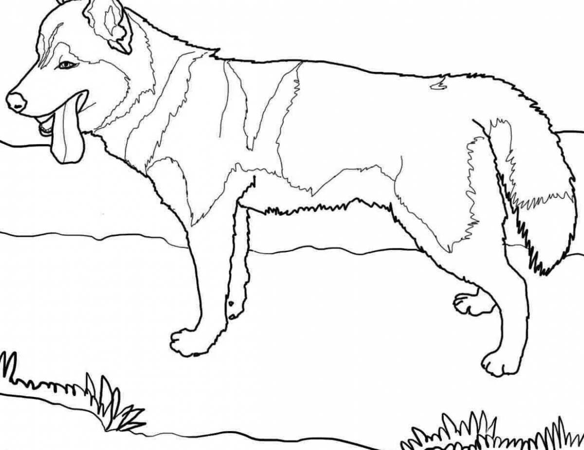Playful shepherd coloring book for children