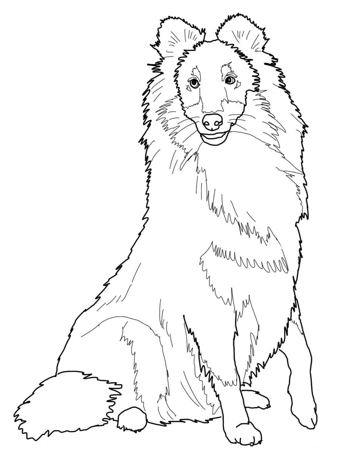 Funny shepherd dog coloring for kids