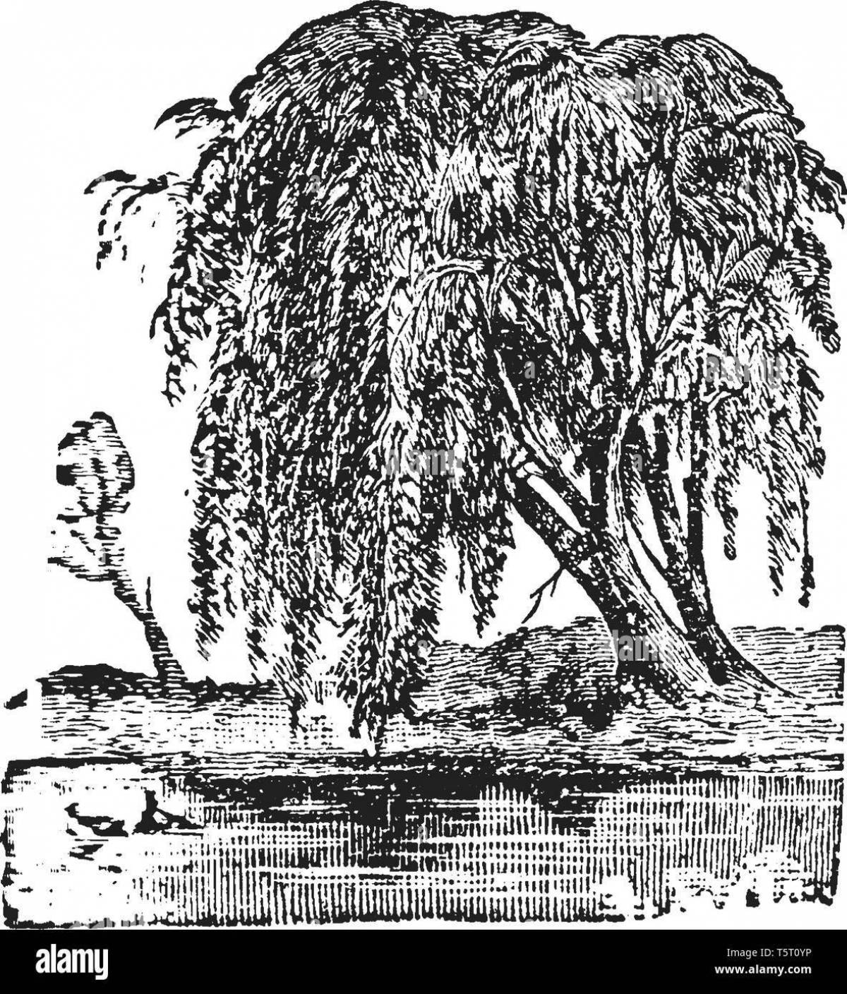 A fun willow coloring book for kids