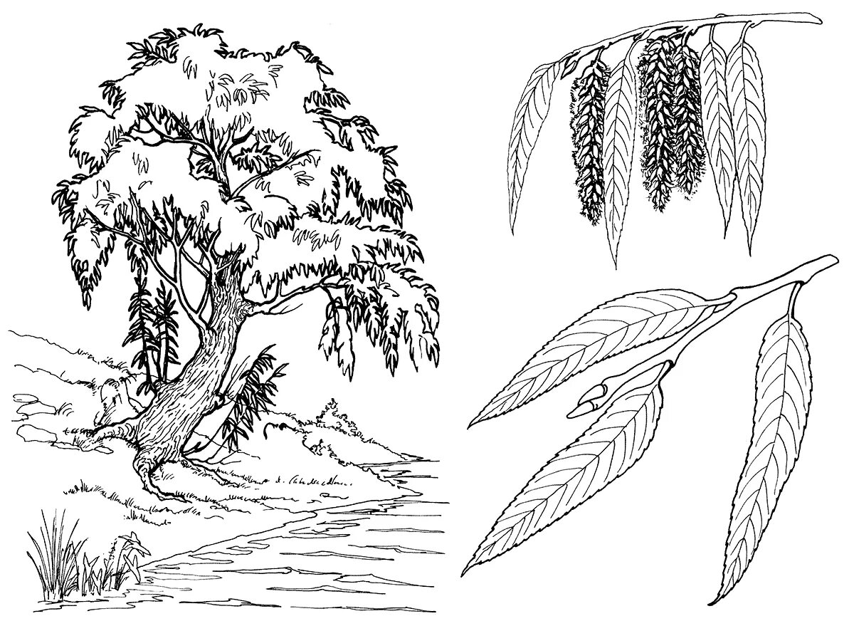 Joyful willow coloring book for kids