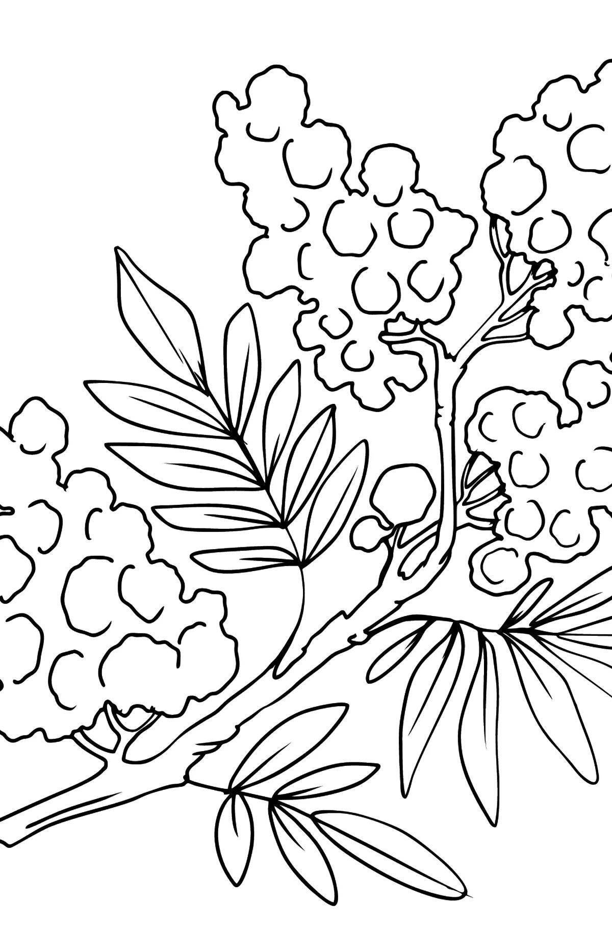 Playful Mimosa Coloring Page for Toddlers