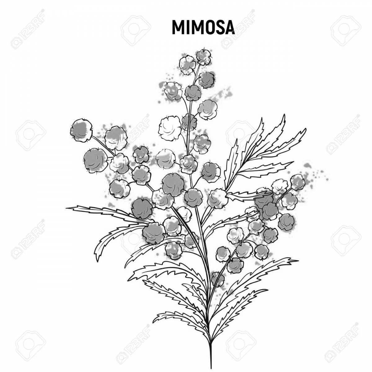 Shining mimosa coloring book for kids