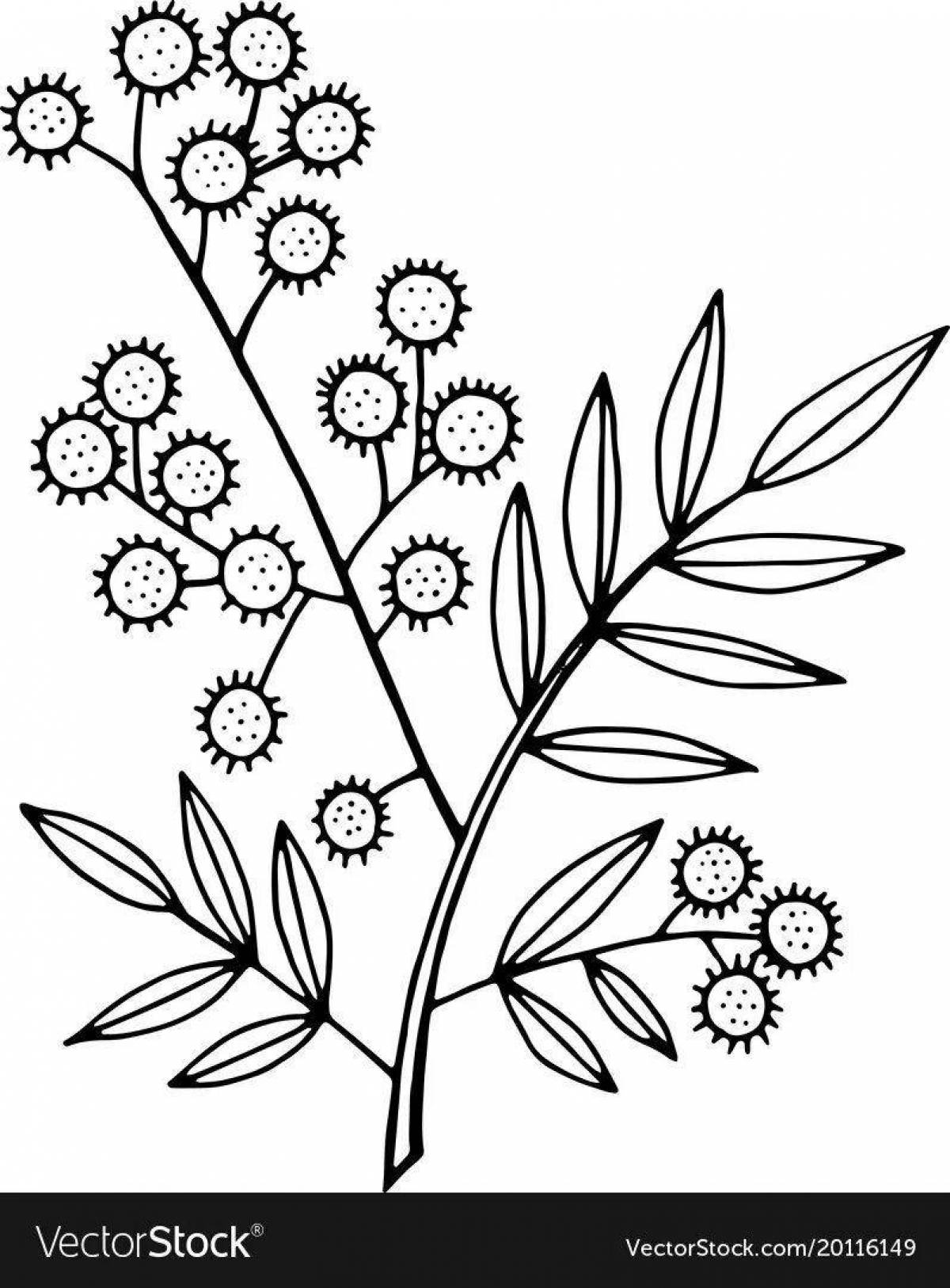 Shining Mimosa Coloring Page for Toddlers