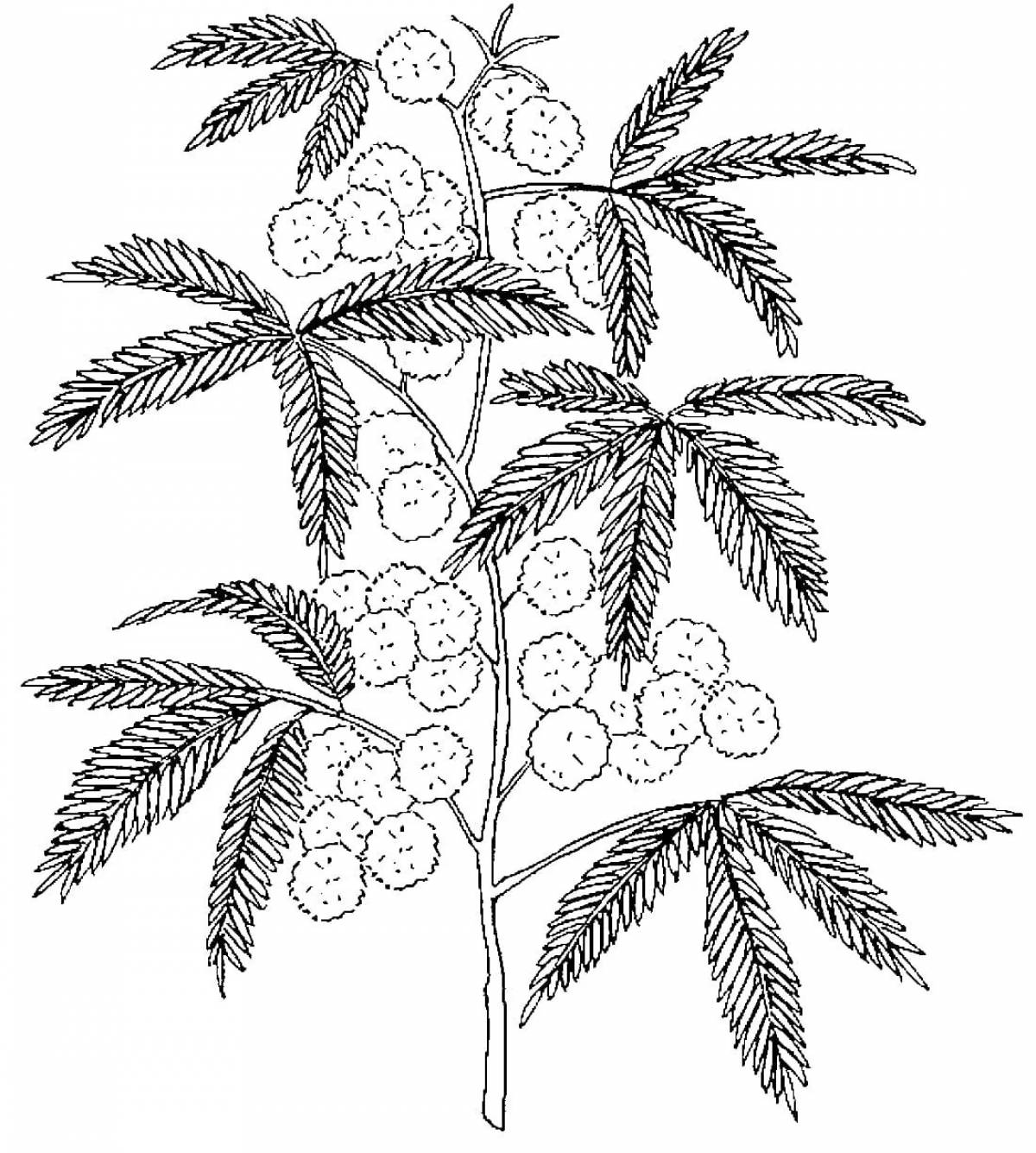 Great mimosa coloring book for kids