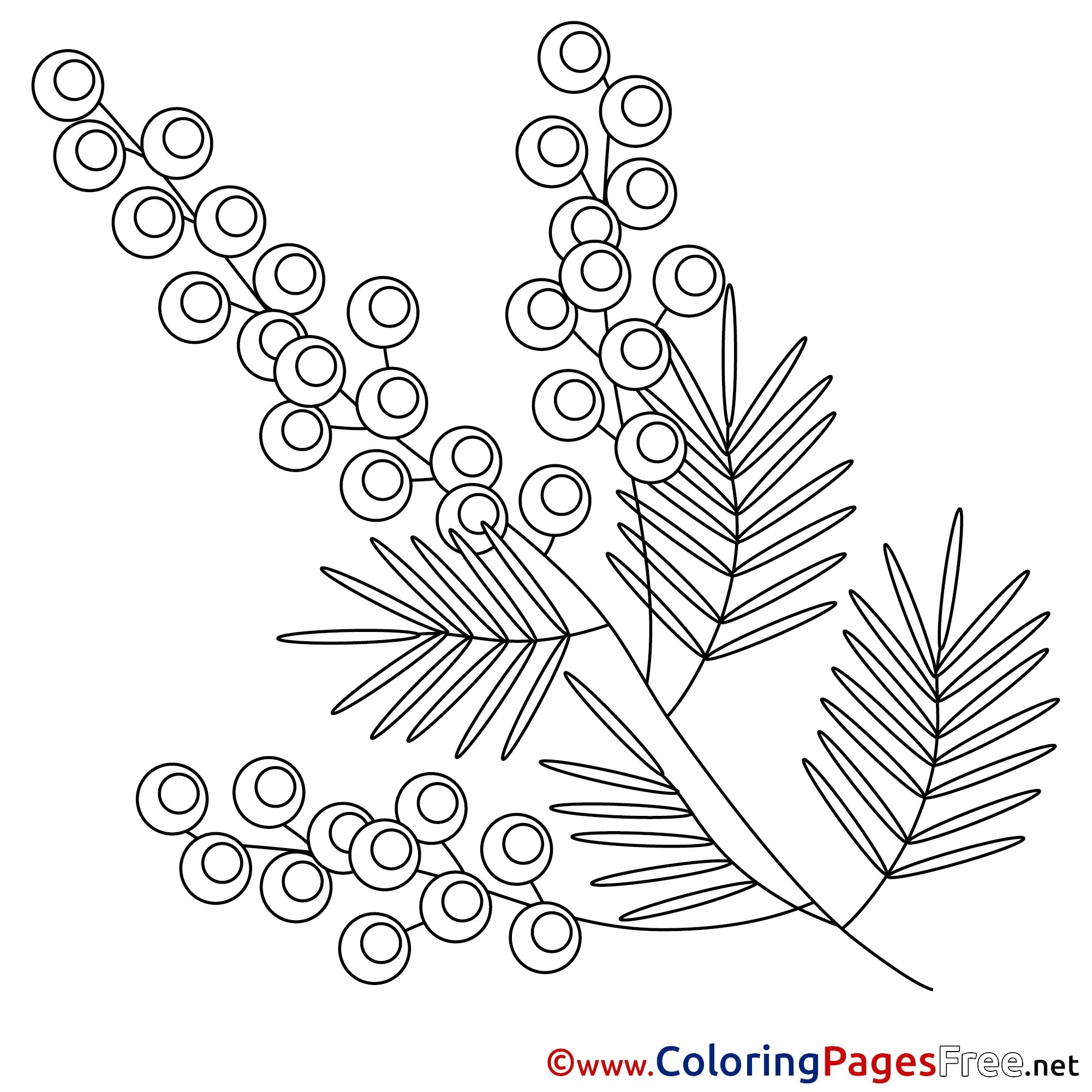 Cute mimosa coloring book for kids