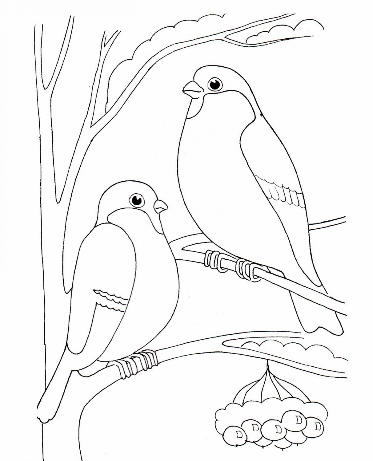 Exquisite bullfinch coloring page