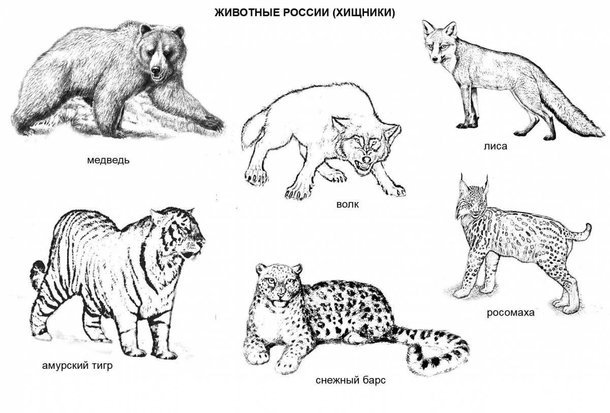 «Животные россии для детей» скачать раскраски