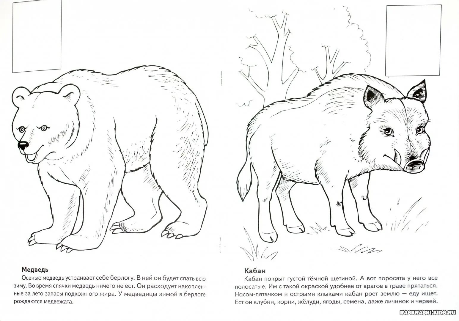 Glittering Animals of the Red Book of Russia Coloring Pages for Beginners