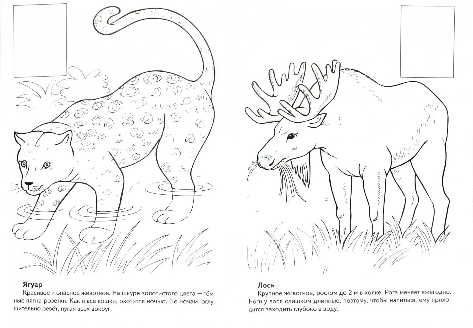 Gorgeous animals of the red book of russia coloring for schoolchildren