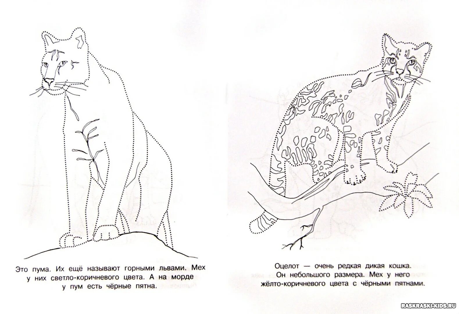 Coloring book exquisite animals of the red book of Russia for schoolchildren