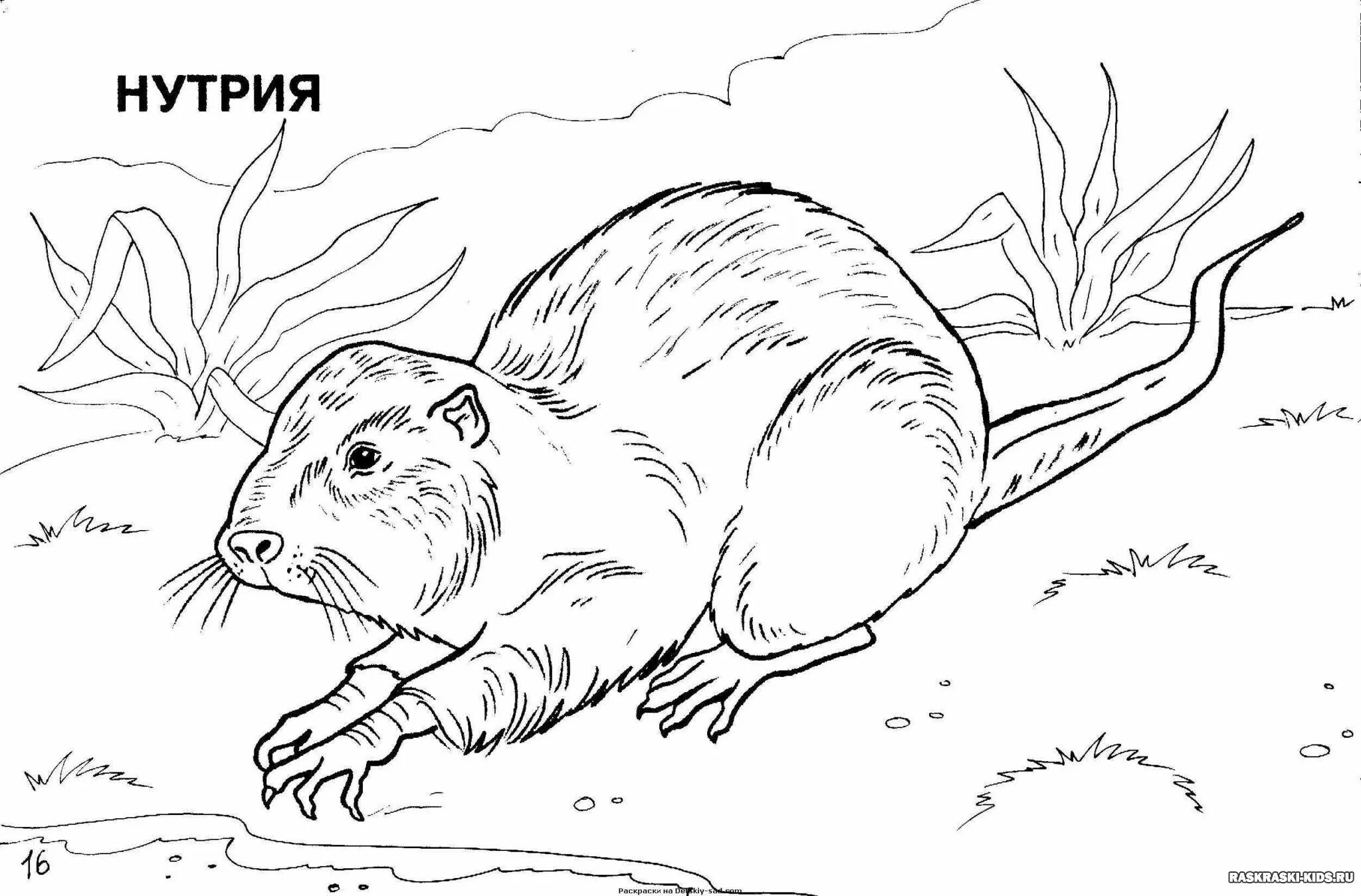 Amazing animals from the red book of Russia coloring pages for kids